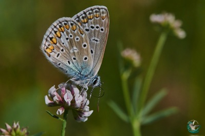 Butterfly Argus Blue