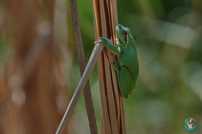 Southern tree frog