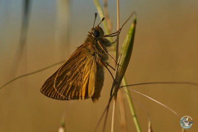 Papillon sylvaine
