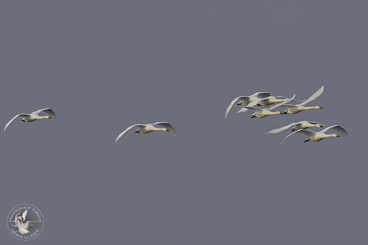 Flight of Tundra Swan