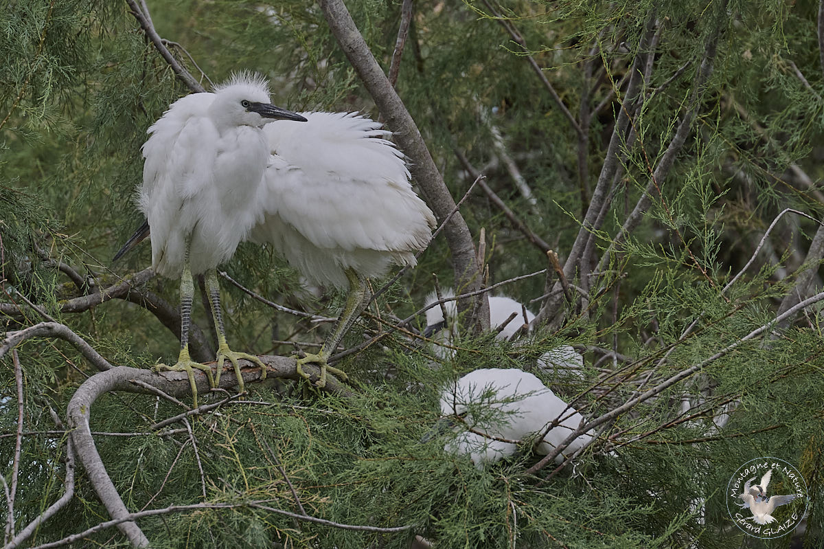 Young Little Egret