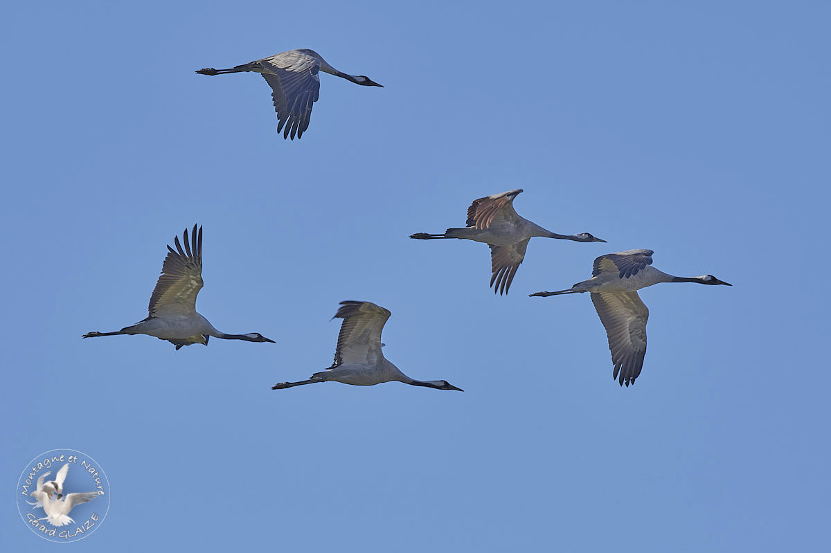 Flight of Common Cranes