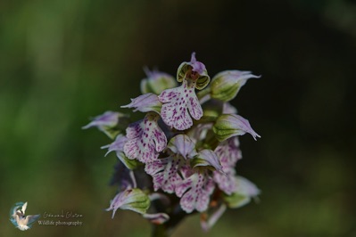 orchidée sauvage
