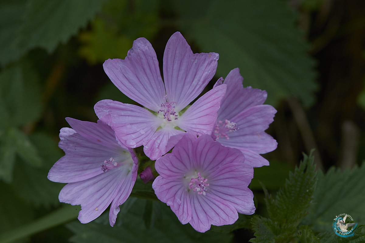flore des Pyrénées