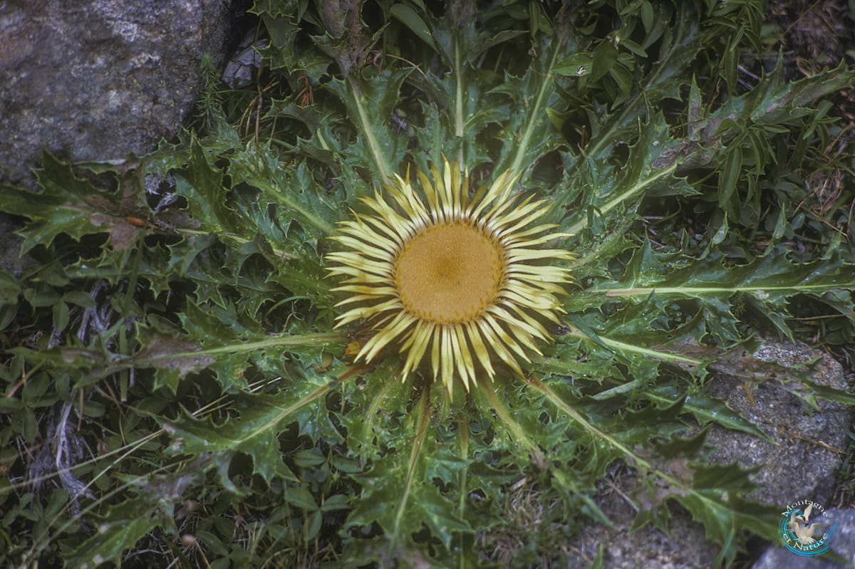 flore des Pyrénées