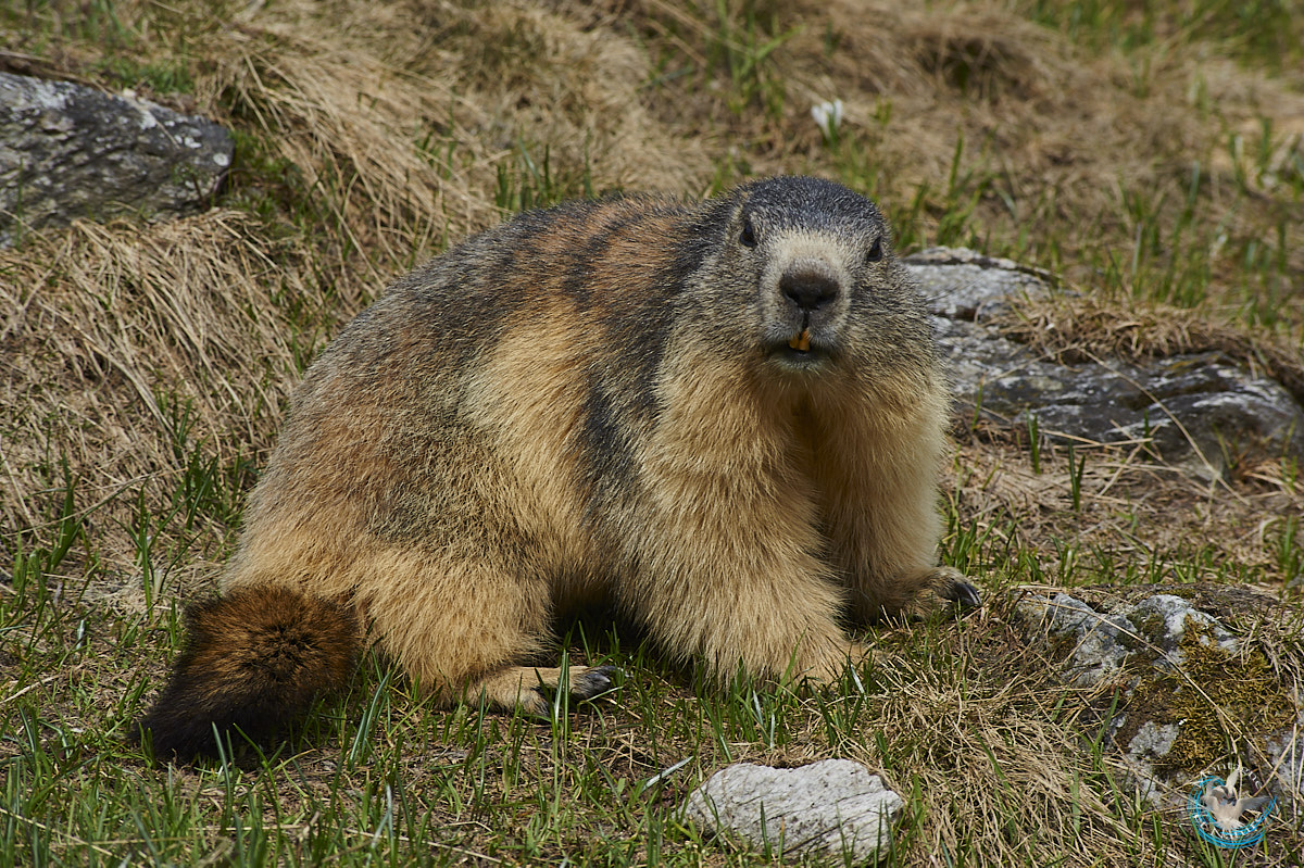 Marmotte des Alpes