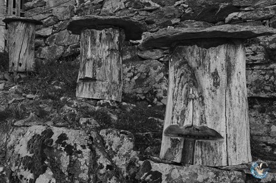 Old trunk beehives - Cevennes