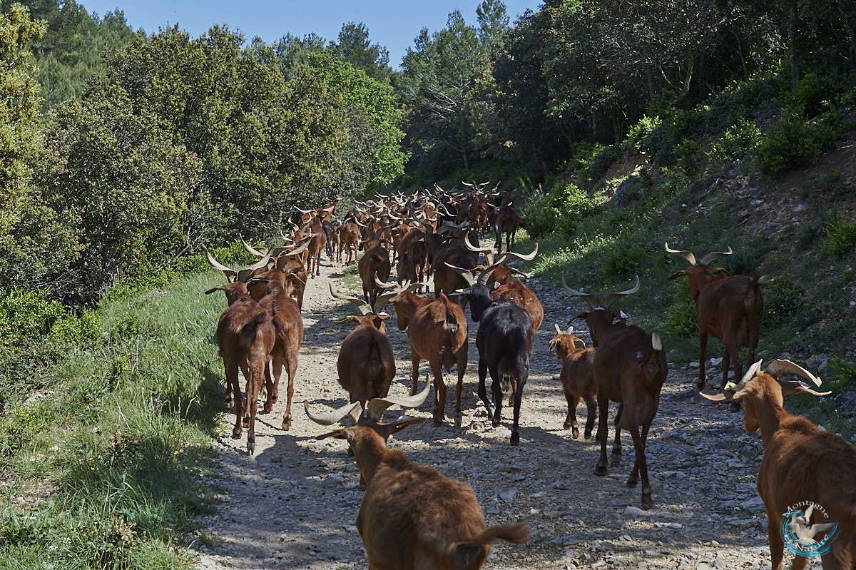 Pastoralism in Provence