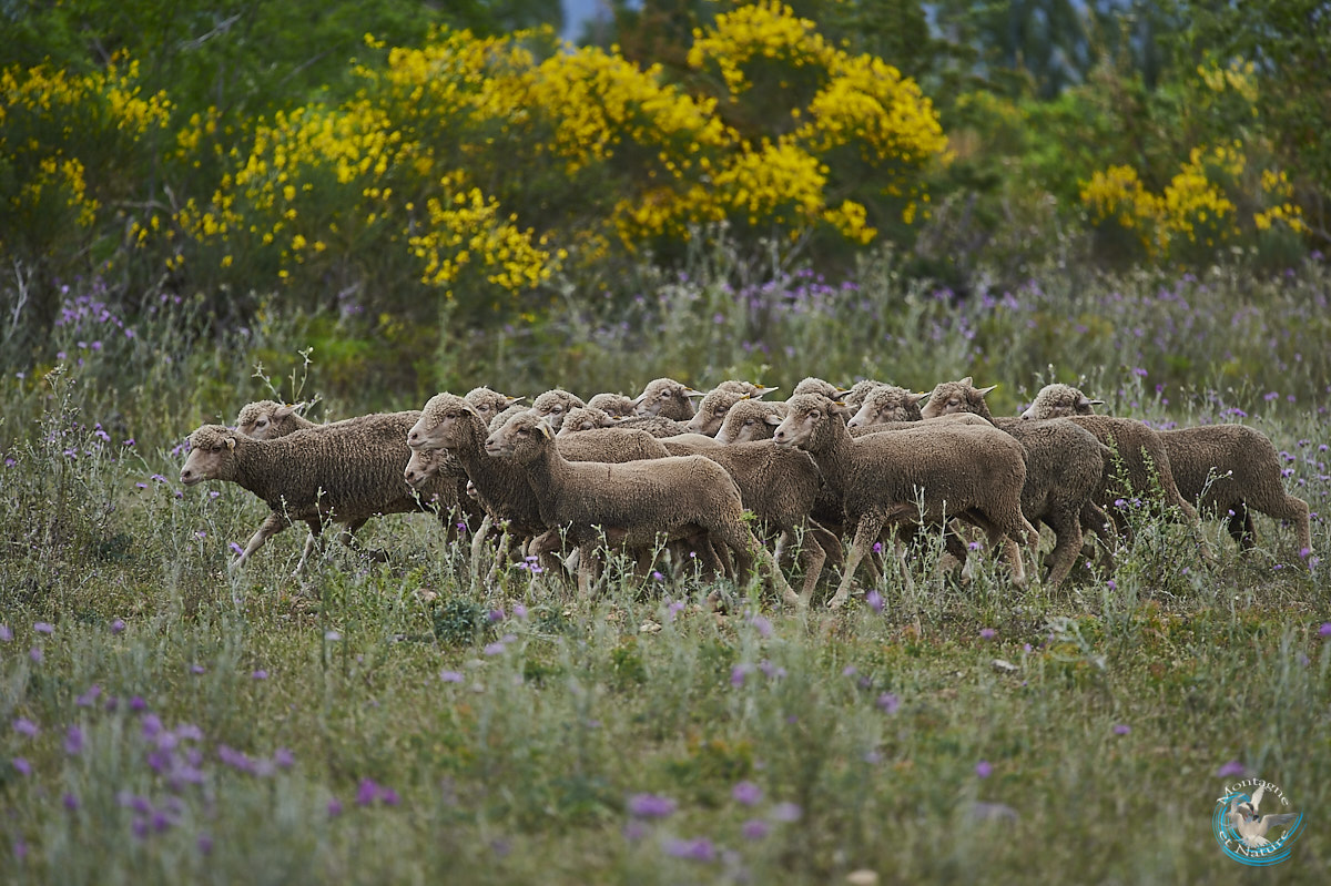 Pastoralism in Provence