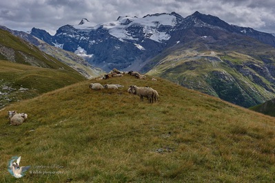 Les Alpes - Pastoralisme