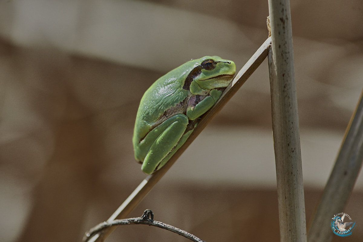 Southern tree frog