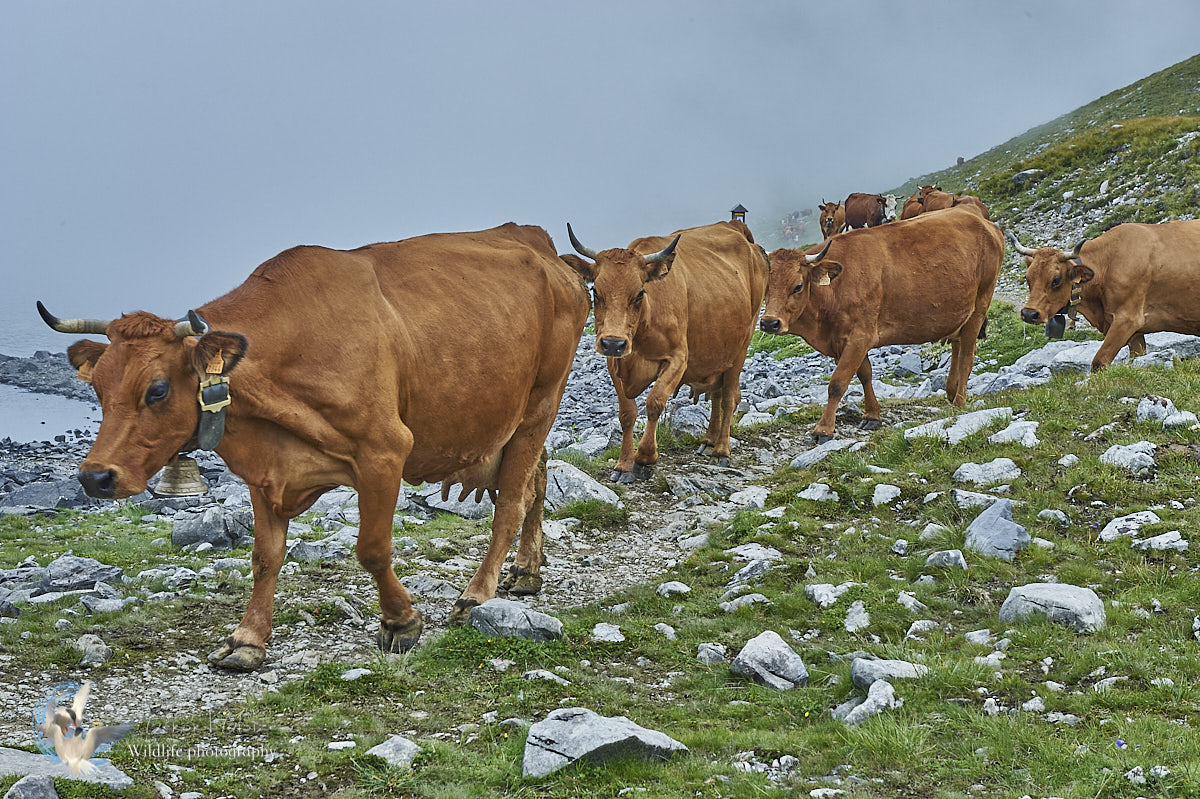 Tarine cows