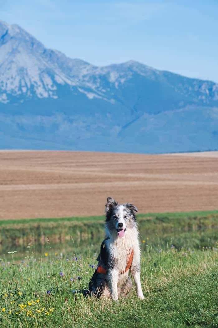 about-01 Border Collie sitting in a field with mountain backdrop in Slovakia.