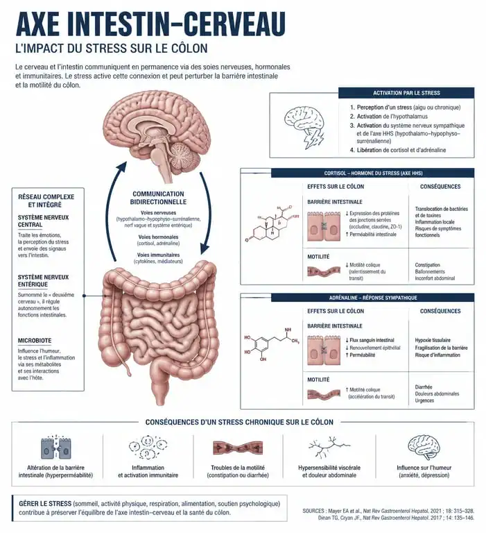 Schéma explicatif du lien entre diverticulite et stress et son impact sur le côlon