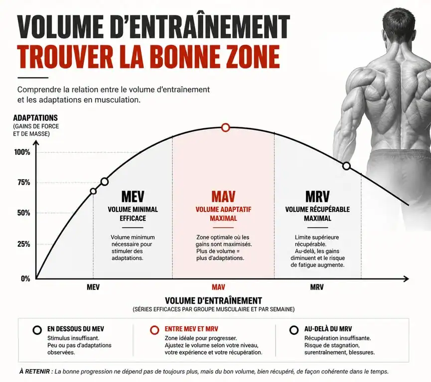 Infographie illustrant les concepts de MEV, MAV et MRV pour optimiser le nombre de séries par muscle par semaine en musculation.