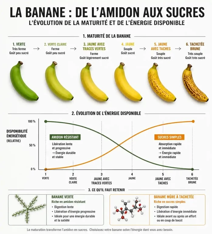 Infographie sur les bienfaits de manger une banane avant le sport selon sa maturité