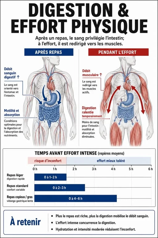 Infographie sur le temps d'attente recommandé pour la musculation après manger